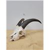 Image 1 : MOUNTAIN GOAT SKULL
