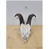 Image 2 : MOUNTAIN GOAT SKULL
