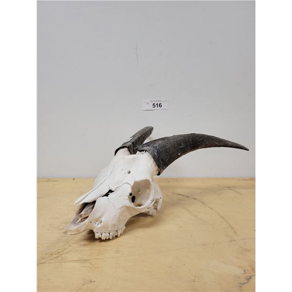 MOUNTAIN GOAT SKULL