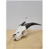 Image 1 : MOUNTAIN GOAT SKULL