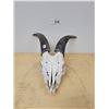 Image 2 : MOUNTAIN GOAT SKULL
