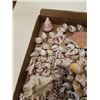 Image 2 : COLLECTION OF SEASHELLS