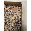 Image 3 : COLLECTION OF SEASHELLS