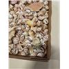 Image 4 : COLLECTION OF SEASHELLS