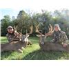 Image 5 : Ohio: 3 Day 4 Night Five Star Trophy Whitetail Deer Hunt for Two Hunters