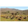 Image 13 : Spain: Trophy Big Game for 1 Hunter/Includes 1 of the following Roe, Red, or Fallow Deer or Mouflon