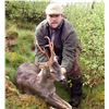 Image 4 : Spain: Trophy Big Game for 1 Hunter/Includes 1 of the following Roe, Red, or Fallow Deer or Mouflon