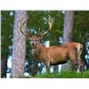 Image 6 : Spain: Trophy Big Game for 1 Hunter/Includes 1 of the following Roe, Red, or Fallow Deer or Mouflon