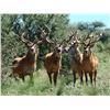 Image 6 : Argentina: 4 Day Big Game Hunt for 1 Hunter, includes the trophy fees for 1 Red Stag