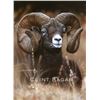 Image 1 : SCI Artist Of The Year: “Mountain Ram” Framed Artwork by Clint Eager