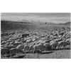 Image 1 : Adams - Flock in Owens Valley, 1941