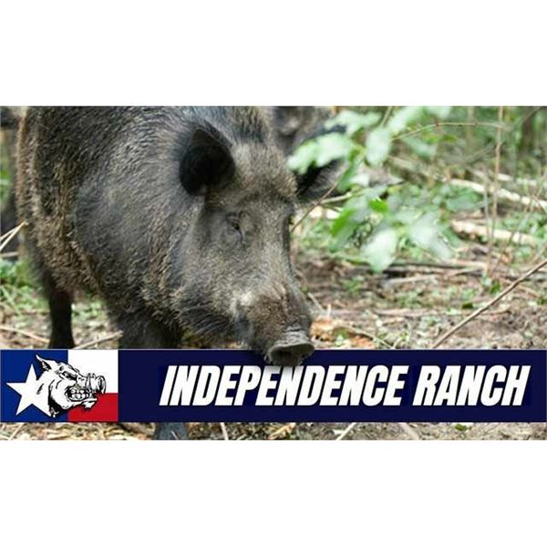 Texas Wild Hog Hunt for Two Hunters