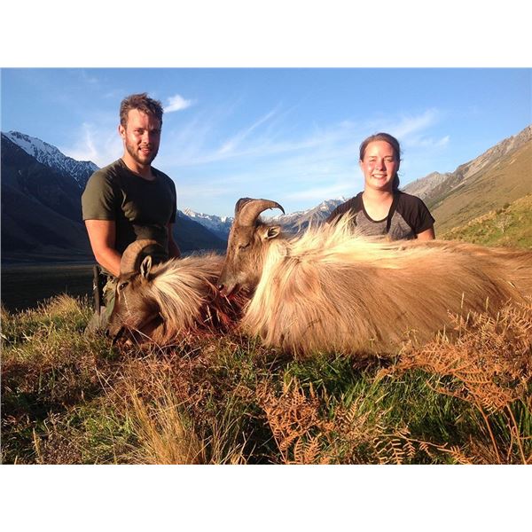 Tahr Hunt in New Zealand