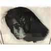 Image 2 : Framed limited edition Catherine White print "Animal Instincts" #308/750 signed by artist July 1987