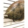 Image 2 : 35in fiberglass composite "Halibut" wall mount hanging