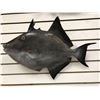 Image 1 : 22in fiberglass composite "Black Triggerfish" wall mount hanging