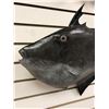 Image 2 : 22in fiberglass composite "Black Triggerfish" wall mount hanging