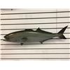 Image 1 : 33in fibreglass composite "Tuna Fish" wall mount display