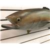 Image 2 : 33in fibreglass composite "Tuna Fish" wall mount display