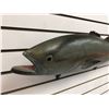 Image 2 : 33in fibreglass composite "Tuna Fish" wall mount display