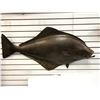 Image 1 : 47in fibreglass composite "Halibut" wall mount display