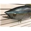 Image 2 : 36in fibreglass composite "Tuna Fish" wall mount display