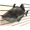 Image 2 : 20in fibreglass composite "Salt Water Fish" wall mount display