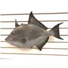 Image 1 : 20in fibreglass composite "Salt Water Fish" wall mount display