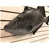 Image 2 : 20in fibreglass composite "Salt Water Fish" wall mount display