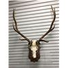 Image 1 : Rare Trophy Elk antlers wall mount from movie set