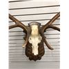 Image 2 : Rare Trophy Elk antlers wall mount from movie set
