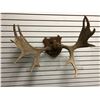 Image 1 : Moose antlers wall mount from movie set