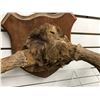 Image 2 : Moose antlers wall mount from movie set