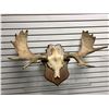 Image 1 : Moose antlers wall mount from movie set
