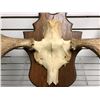 Image 2 : Moose antlers wall mount from movie set