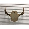 Image 3 : Moose antlers wall mount from movie set