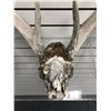 Image 2 : Bleached antlers w/ partial skull wall mount from movie set