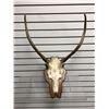Image 1 : Wall mount antlers w/ partial skull from movie set