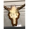 Image 2 : Wall mount antlers w/ partial skull from movie set