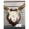 Image 2 : Wall mount antlers w/ partial skull from movie set