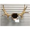 Image 1 : Moose antlers wall mount from movie set