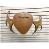 Image 3 : Moose antlers wall mount from movie set