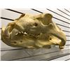 Image 2 : Resin bear skull from movie set