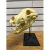 Image 1 : Resin animal skull from movie set