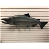 Image 1 : Chinook salmon fiberglass composite wall mount hanging - approx. 47in