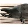 Image 2 : Chinook salmon fiberglass composite wall mount hanging - approx. 47in