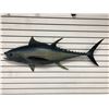 Image 1 : Tuna fiberglass composite wall mount hanging - approx. 47in