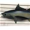 Image 2 : Tuna fiberglass composite wall mount hanging - approx. 47in