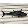 Image 1 : Tuna fiberglass composite wall mount hanging - approx. 50in