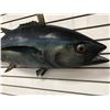 Image 2 : Tuna fiberglass composite wall mount hanging - approx. 50in